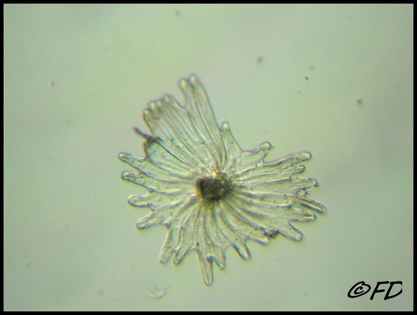 Tricomi di Olea europaea